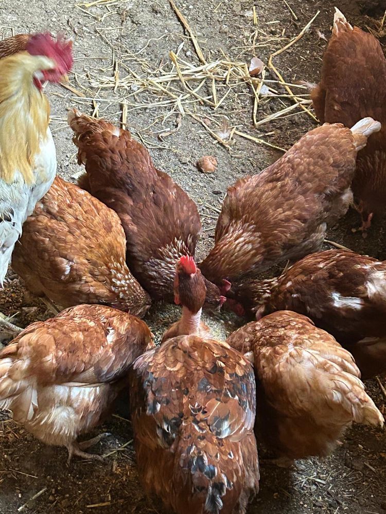 Patos galinhas e codorniz
