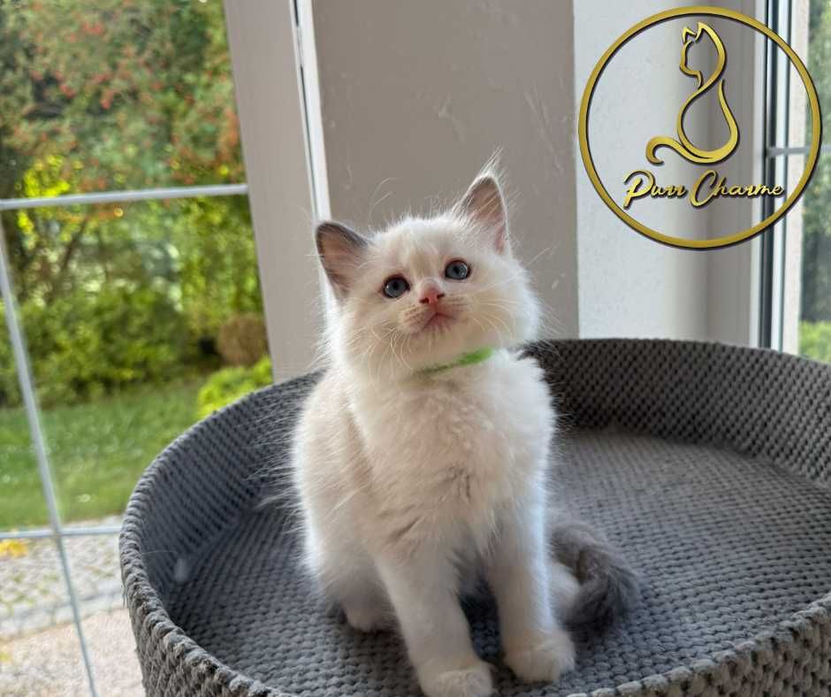 Słodki uroczy kocur ragdoll rodowód FPL FiFe śliczny