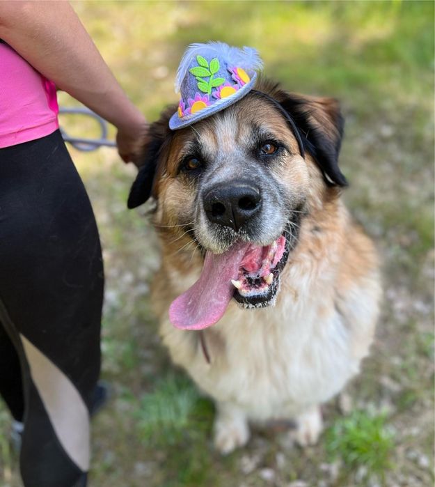 Berry w typie bernardyna szuka domu, adoptuj ze schroniska.