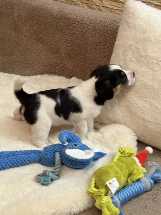 Snoopy, Beti, Oski- trójka maluchów szuka odpowiedzialnych domków.