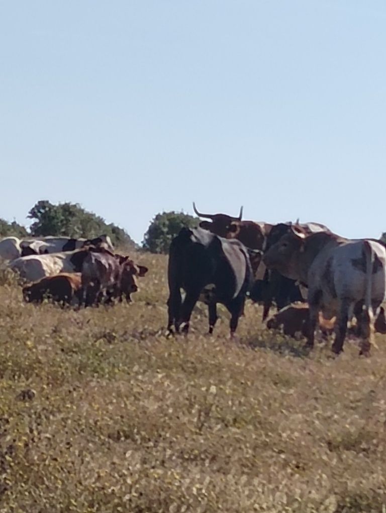 Estão algumas paridas e algumas a parir