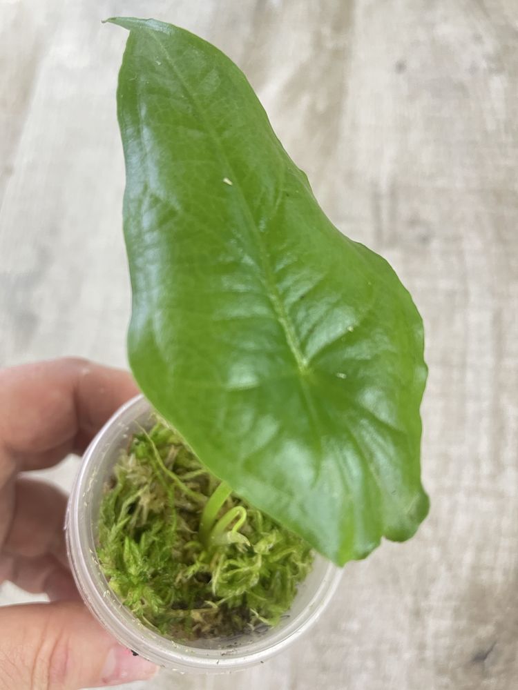 Алоказія (Alocasia) Scalprum ,Odora variegata Batik