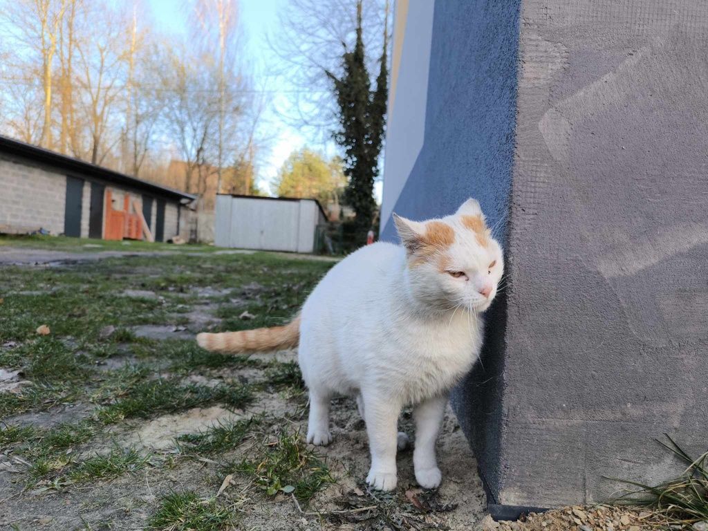 Bardzo potrzebujący kocurek poleca się do pokochania