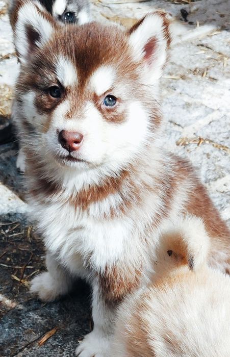 Аляскинский маламут