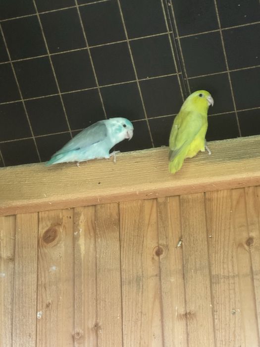 Sprzedam samice kanarka