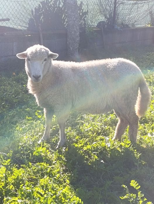 Ovelha para venda excelente genética