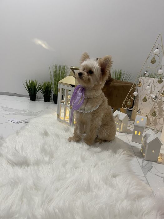 Помапу — Ніжна шерсть, велике серце