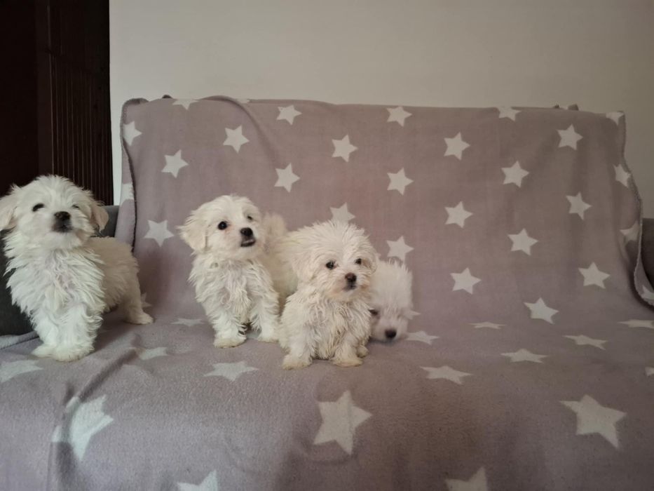 Szczeniaki Maltańczyk 8tyg