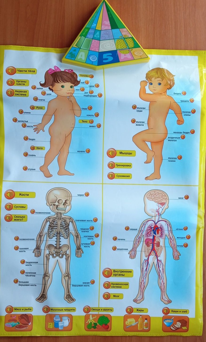 Гра- плакат ,,Говорящая анатомия''