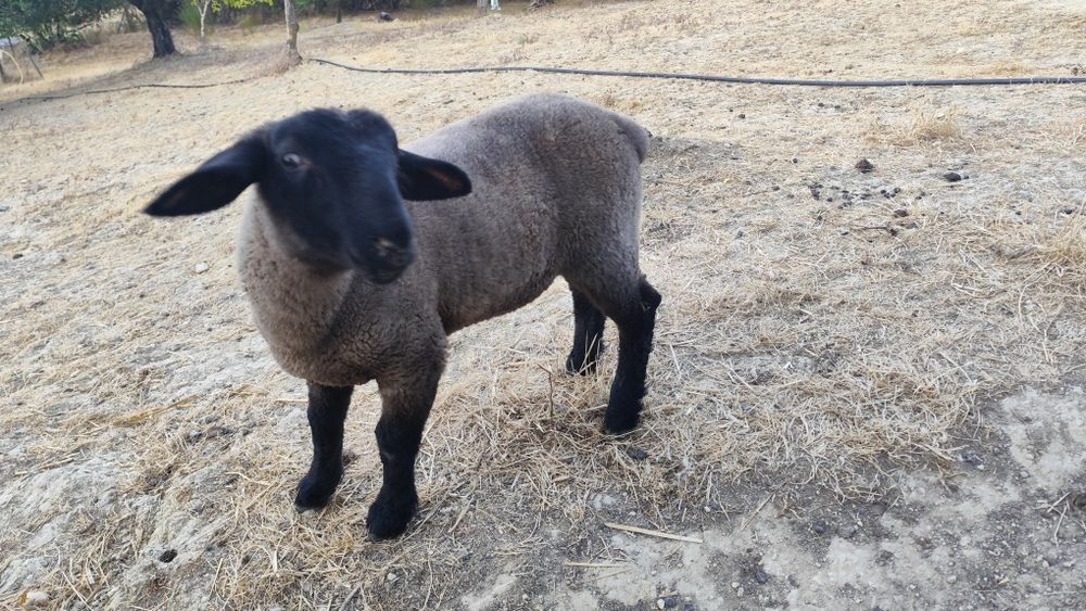 Suffolk borrego disponível