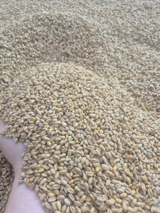 Sprzedam pszenica 2025