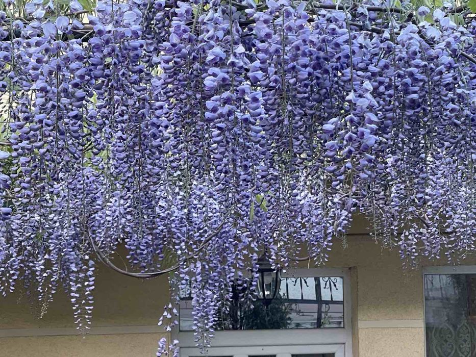 Гліцинія хорошого сорту / вістерія - саджанці ЗКС