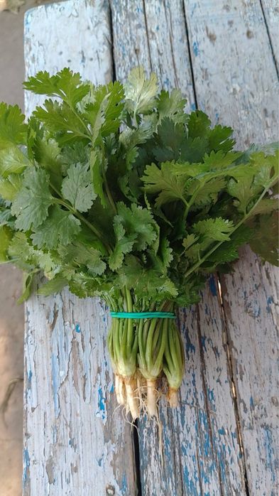 Укроп , Петрушка, шпинат , щавель . Великий асортимент Опт та роздріб