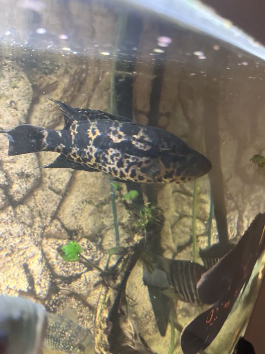 Parachromis managuensis Pielęgnica managuańska