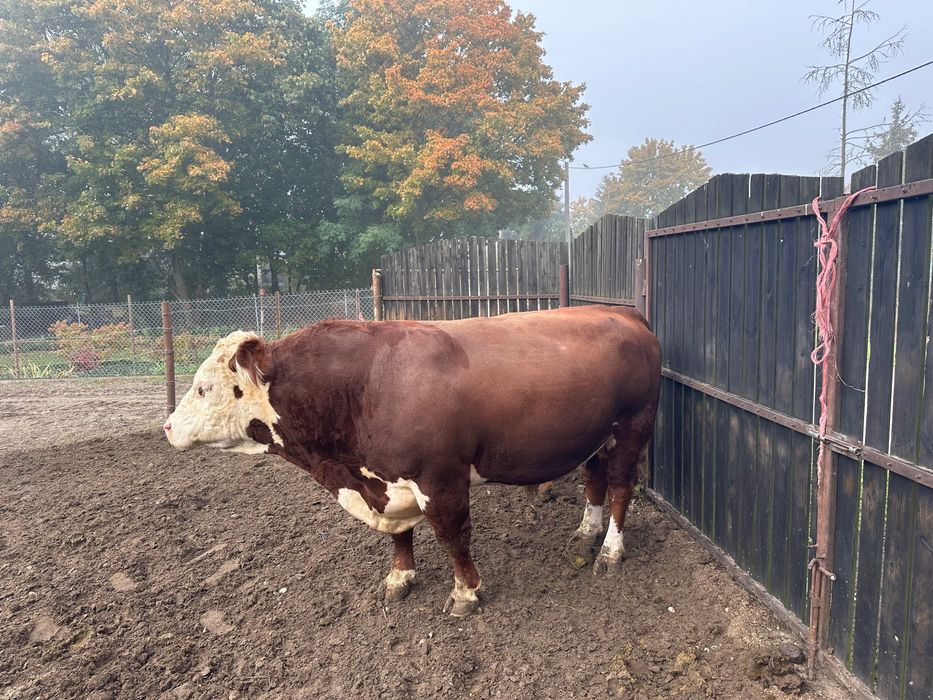 Buhaje rozpłodniki Hereford 100%