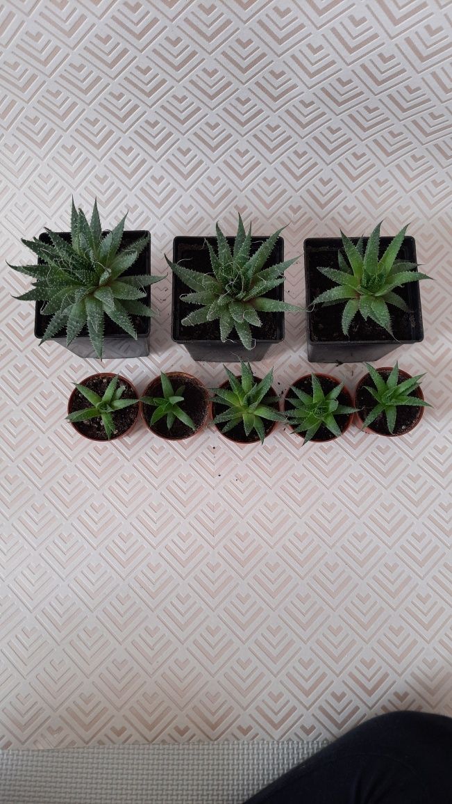 Aloes ościsty sukulent w doniczce sadzonka sadzonki aloesu