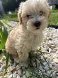 Piesek Maltipoo F1