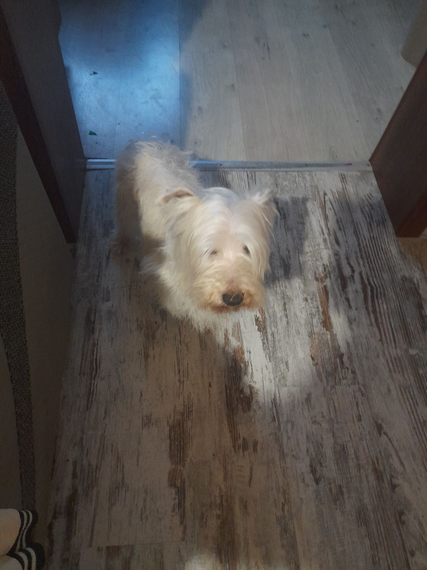 West Highland White terrier za darmo