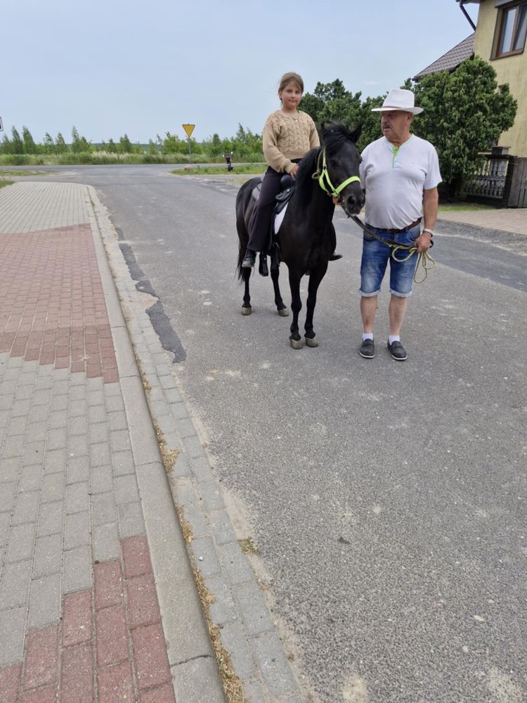 Kobyłka 7 letnia