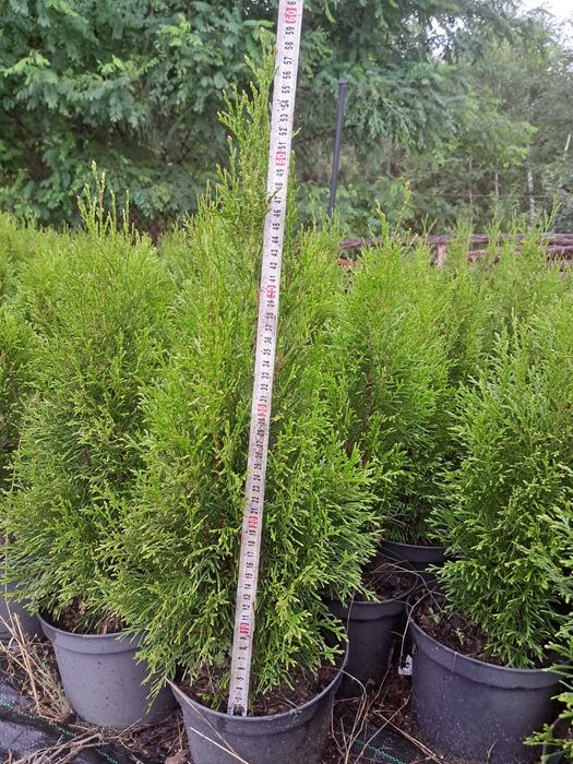 Thuja szmaragd 60 cm