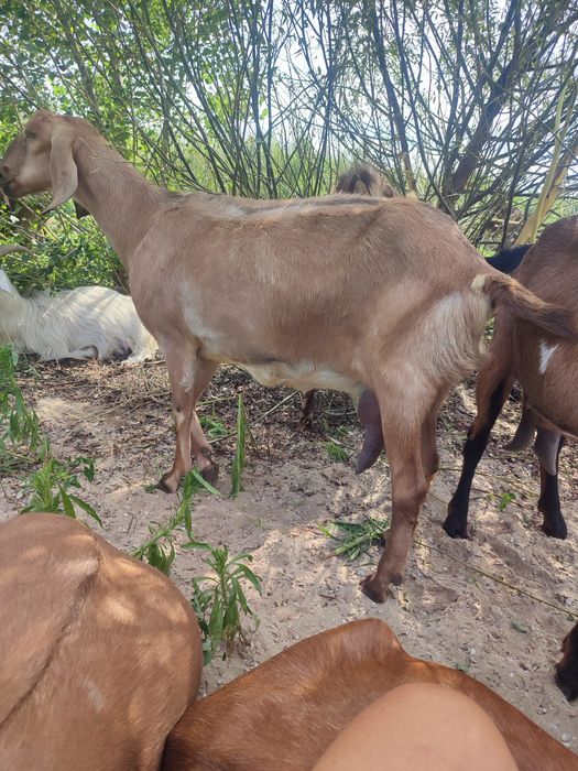 Коза нубийская высокоудойная