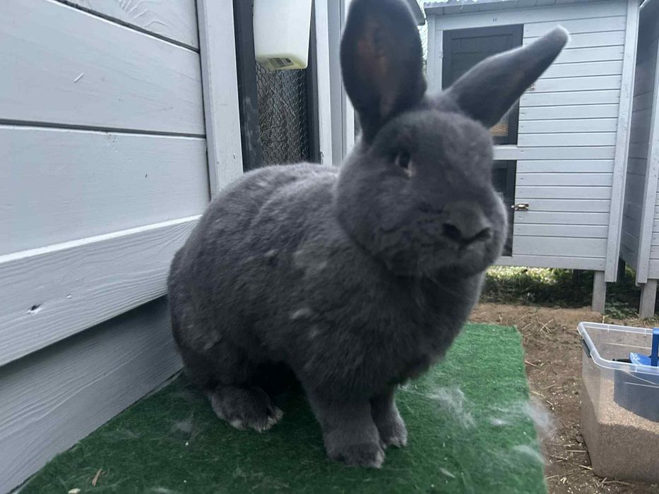 Królik Wiedeński Niebieski