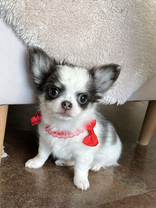 Maleńki i cudny piesek  chihuahua długowłosy  z domu pełnego miłości