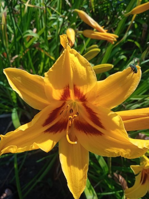 Liliowce duże flance 5szt