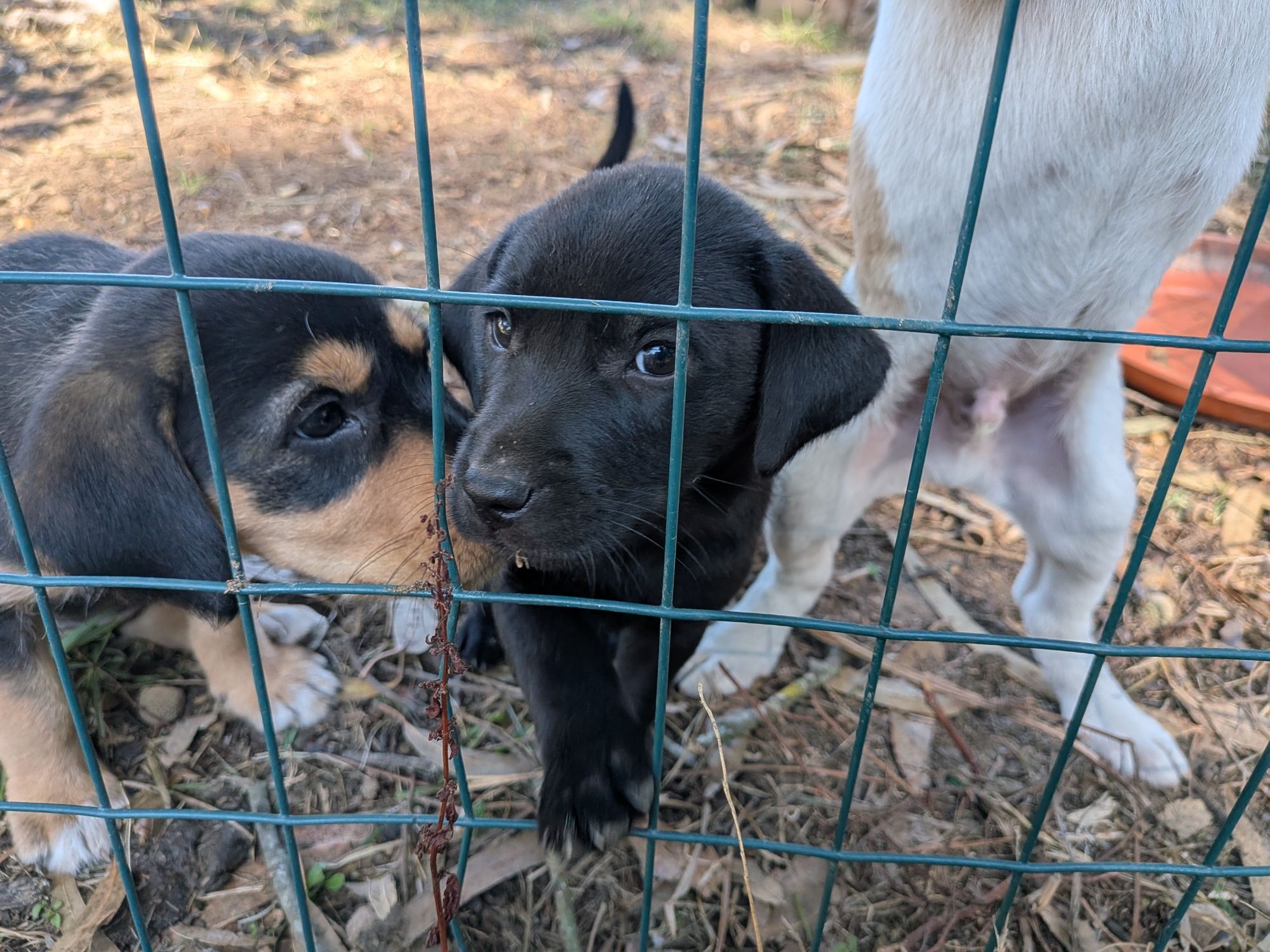 Cães para adoção responsável