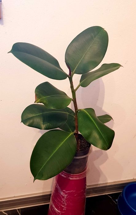 FIGOWIEC Sprężysty Ciemnozielone Błyszczące Liście Ficus Elastica 49cm