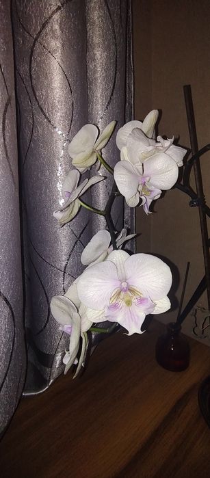 Продаю свою орхидею!
