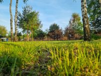 Pielęgnacja terenów zielonych, wycinanie drzew, usuwanie os/szerszeni