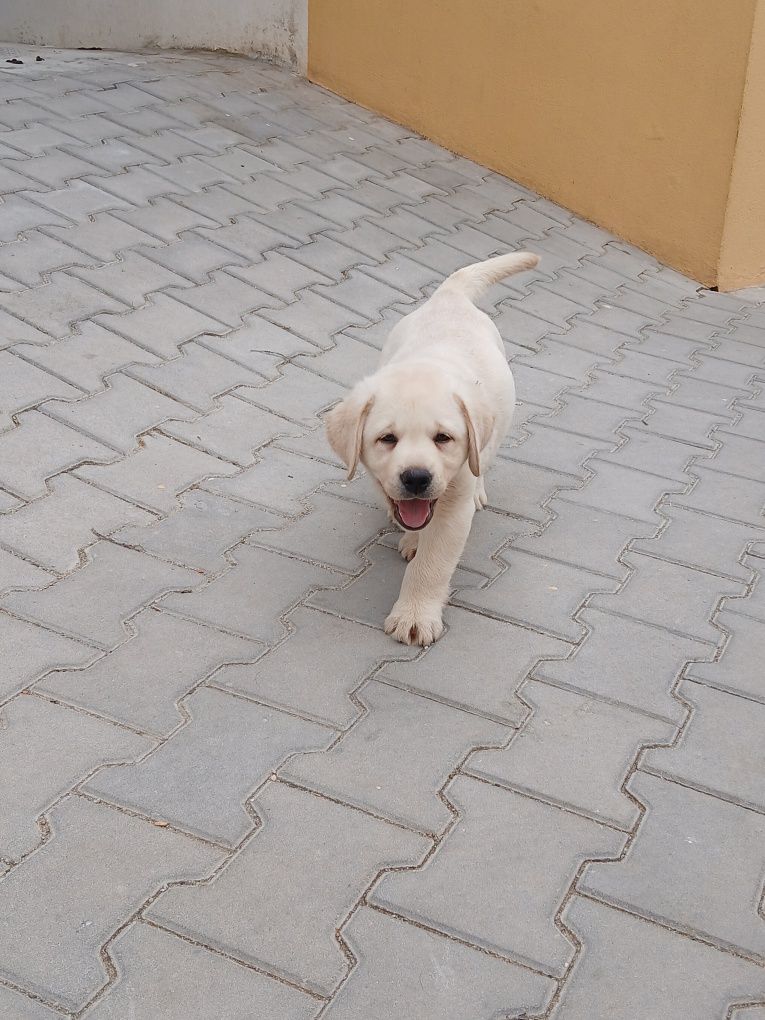 Labrador Retriever amarelo Lop e Afixo
