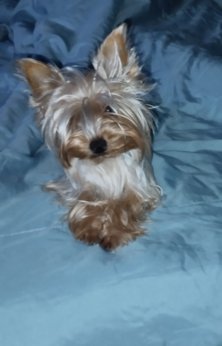Yorkshire Terrier