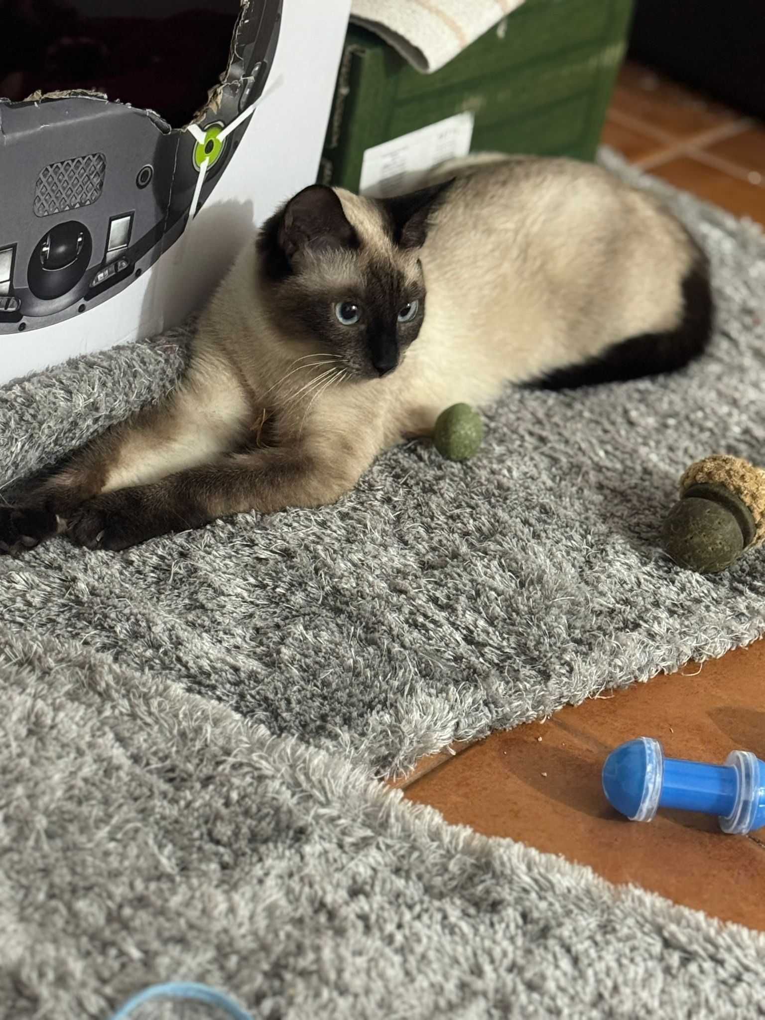 ESTERILIZADA | Gata juvenil, vacinada, FIV (-) e FELV (-) para adoção