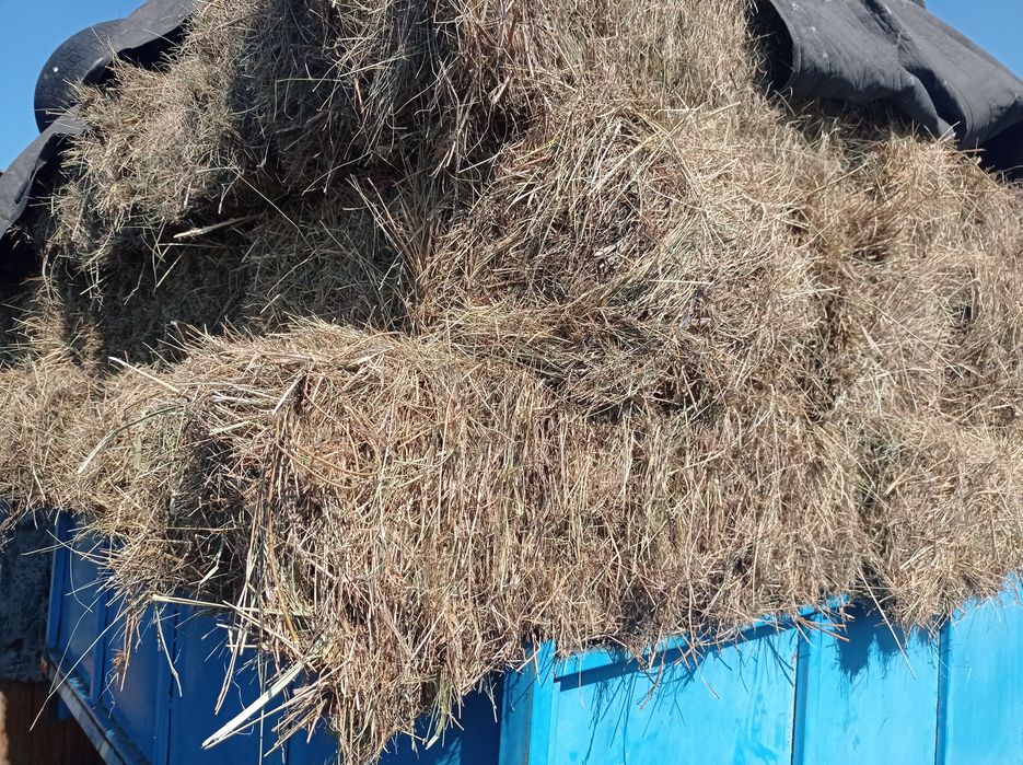 Продам тюкованое сено