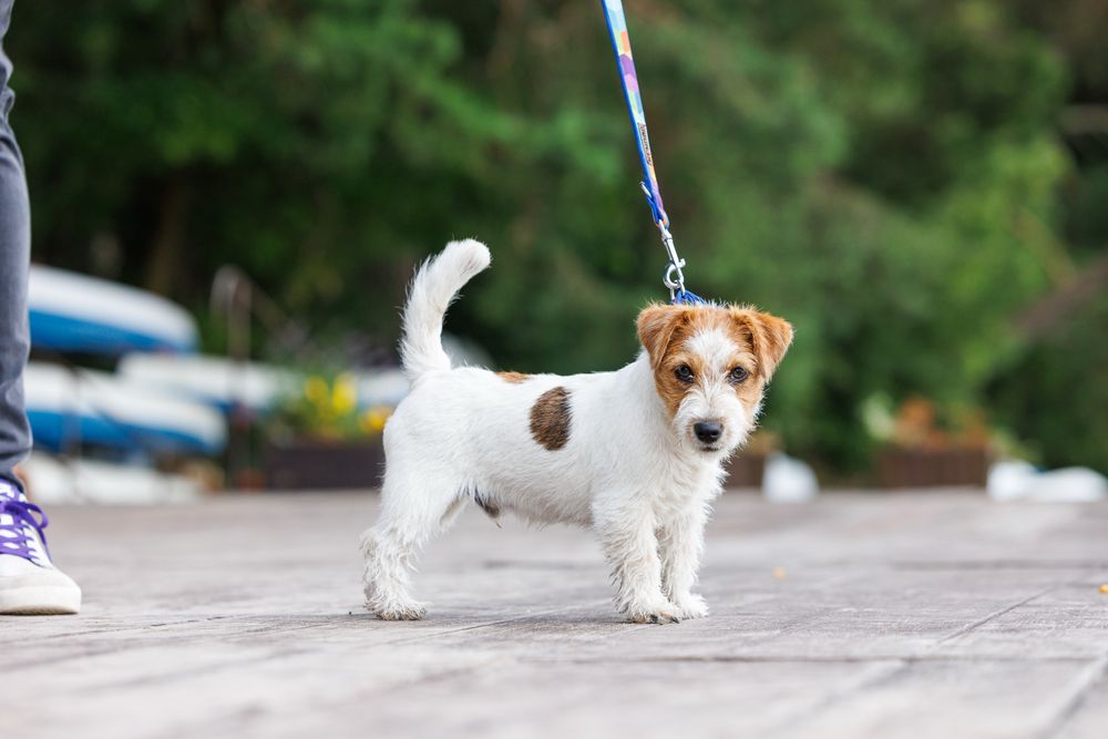 Jack Russell Terrier