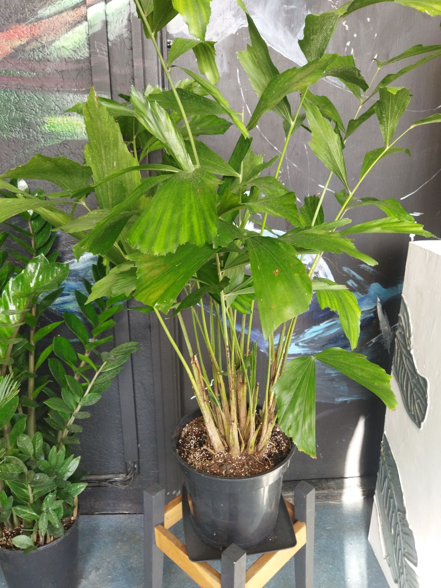 Пальма Каріота Caryota 1 метр Кариота