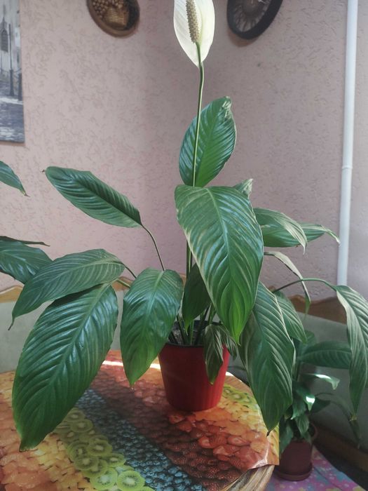 спатефілум кімнатний_висота від 40см до 80см