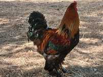 Frangos de raça Brahma Grande Porte