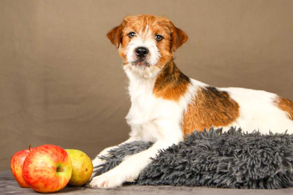 piesek Jack Russell terrier ZKWP/FCI