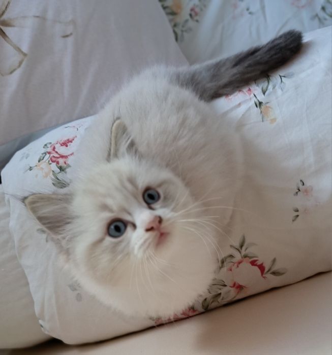 Biały słodziak kocurek Ragdoll