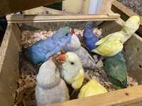Крамера морфные, фиолет лазурный малине и другие ожереловые попугаи