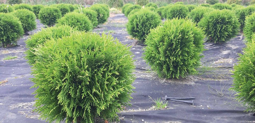 Danica kulki 35-40cm, kulka danica, tuje Danica, tuja