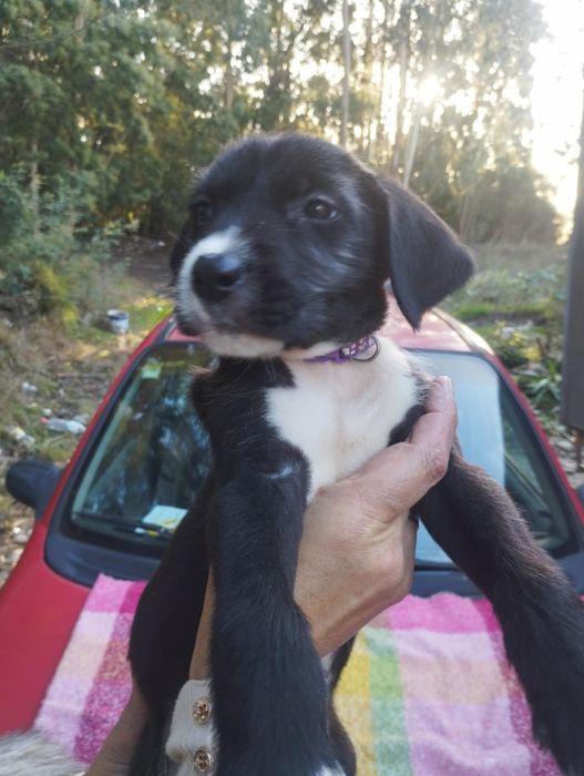 Scubido para adoção muito responsável