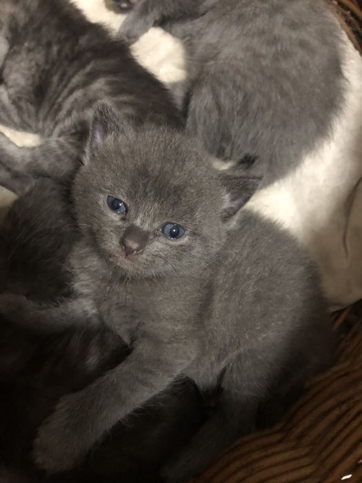 Котики висловухі