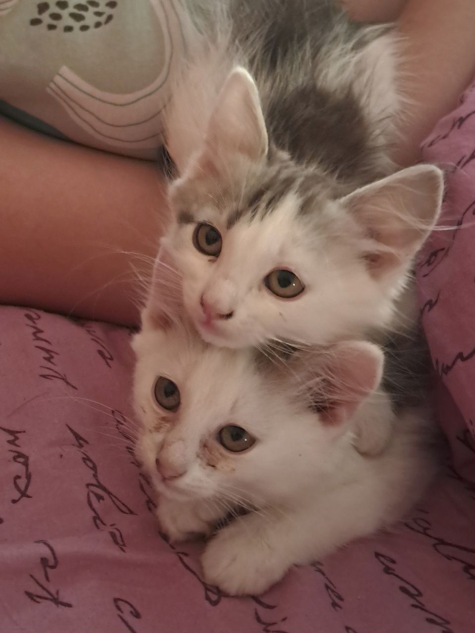 Кошенята в хороші руки