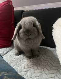 Królik Mini Lop Baranek