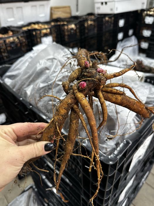 Корінці Голландського сортового піону