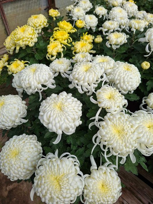 Sprzedaż chryzantem Kożuchów i Strzyżów